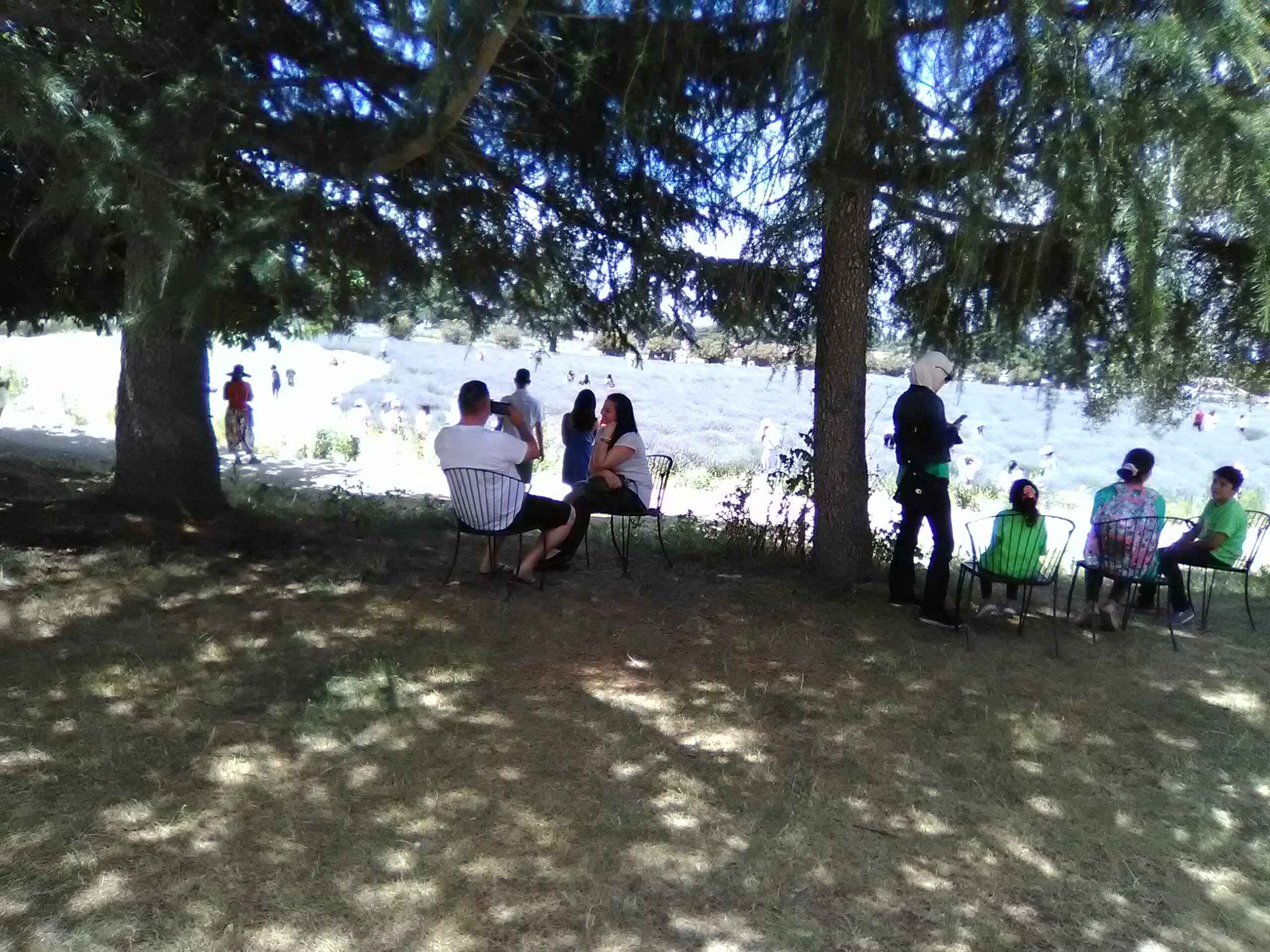 The Lavender Experience  Logo